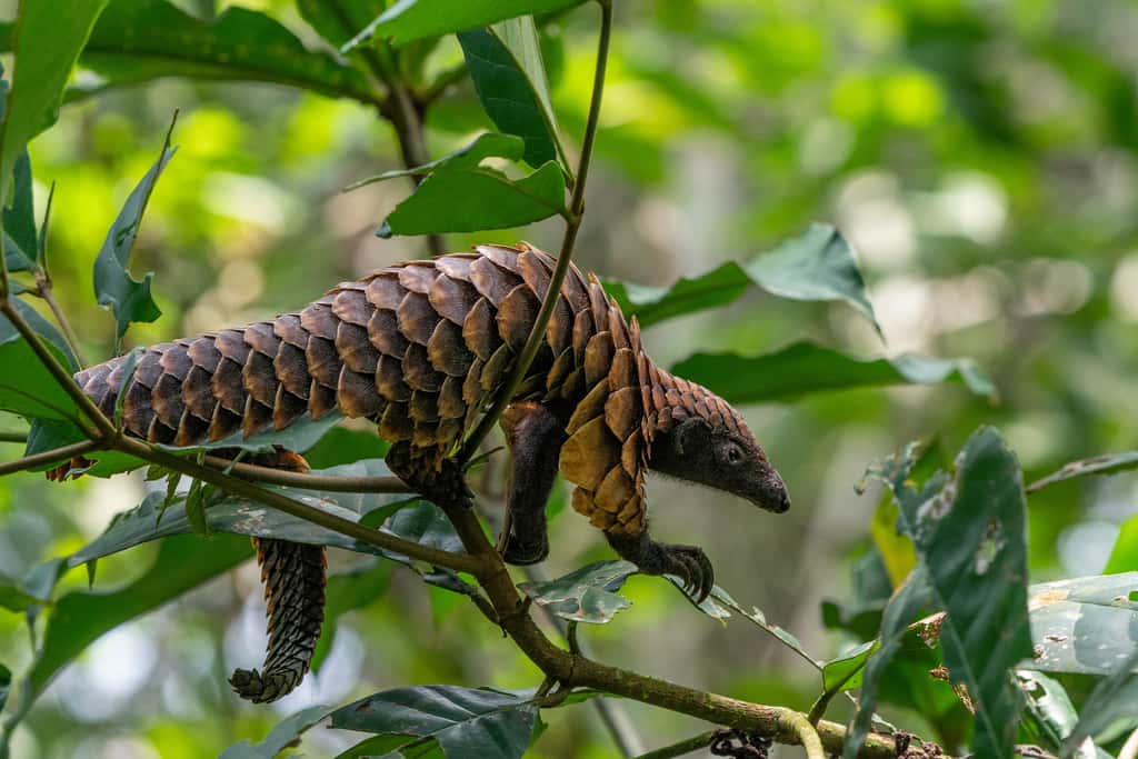 Le virus GX_P2V a été découvert en 2017 sur des pangolins. © Angiolo, Adobe Stock Le virus GX_P2V a été découvert en 2017 sur des pangolins. © Angiolo, Adobe Stock