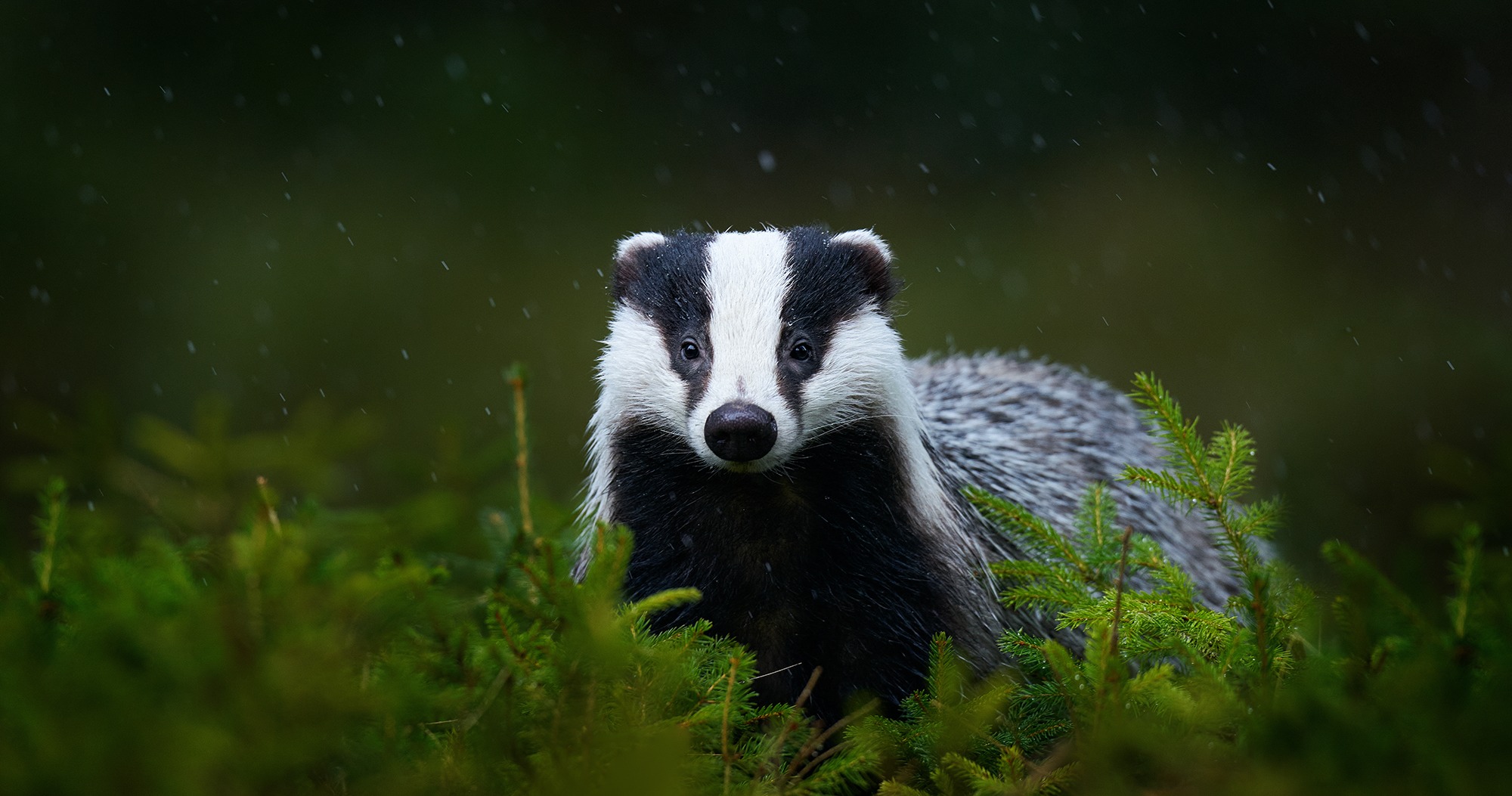 Un blaireau d'Europe mouillé par la pluie se tient au milieu de jeunes branches de sapin et regarde vers l'objectif. © ondrejprosicky, Adobe Stock