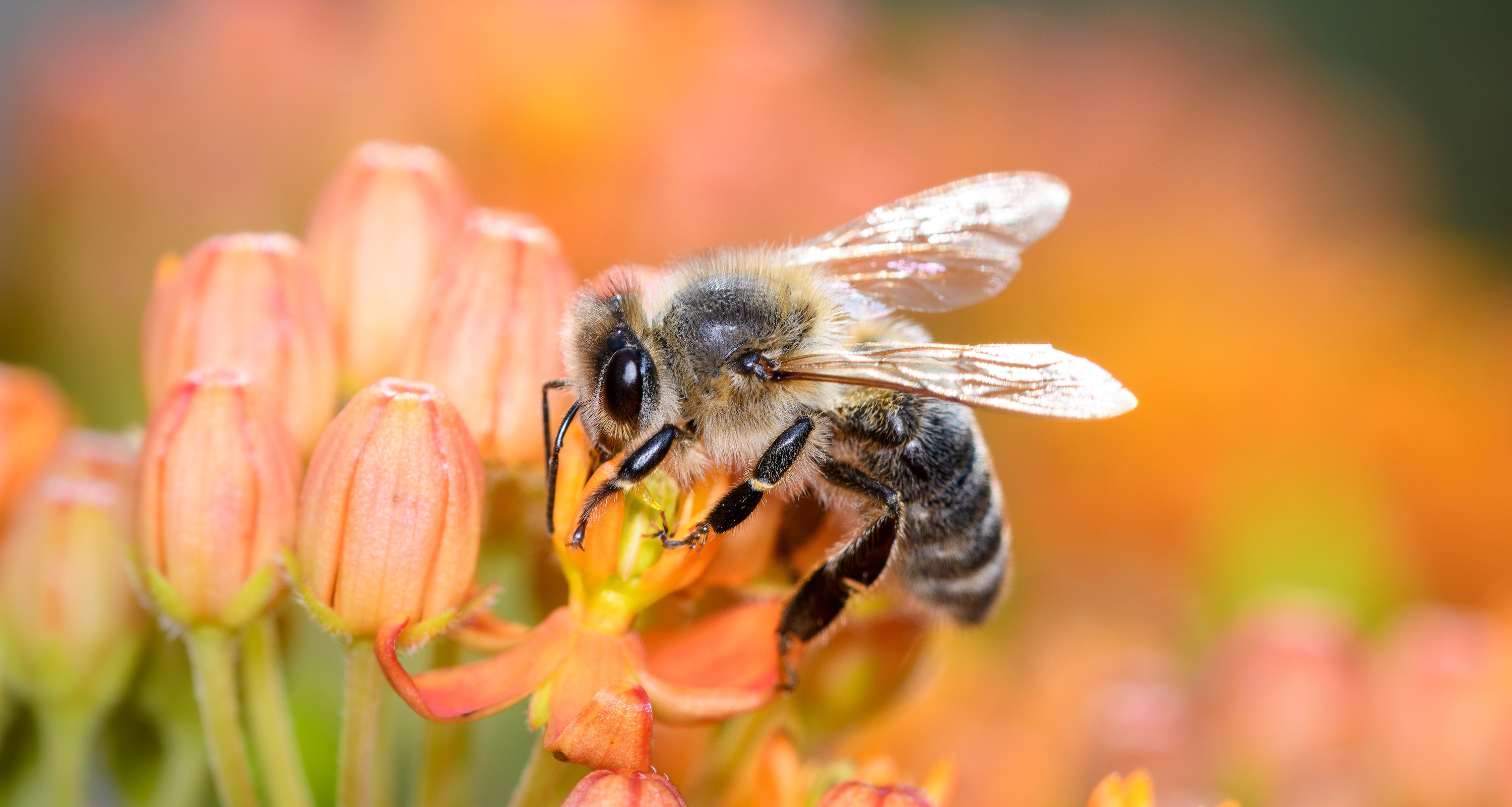 © DirkDaniel, Adobe Stock