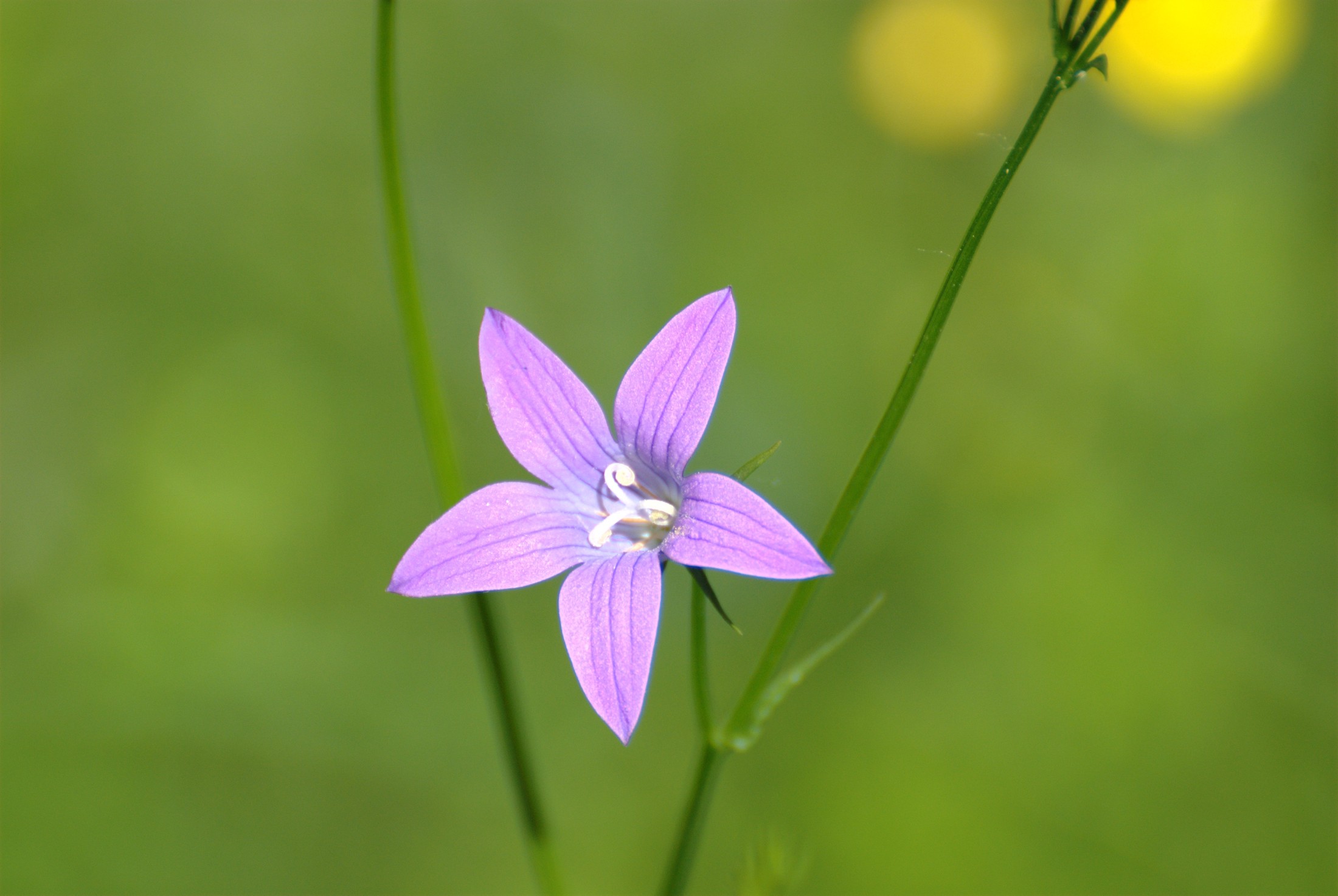 Les plantes vivaces ont un cycle de vie qui s’étend sur plusieurs années. © Andrey, Flickr