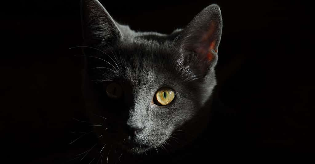 L'œil d'un chat, un instrument très performant. © Male96, domaine public