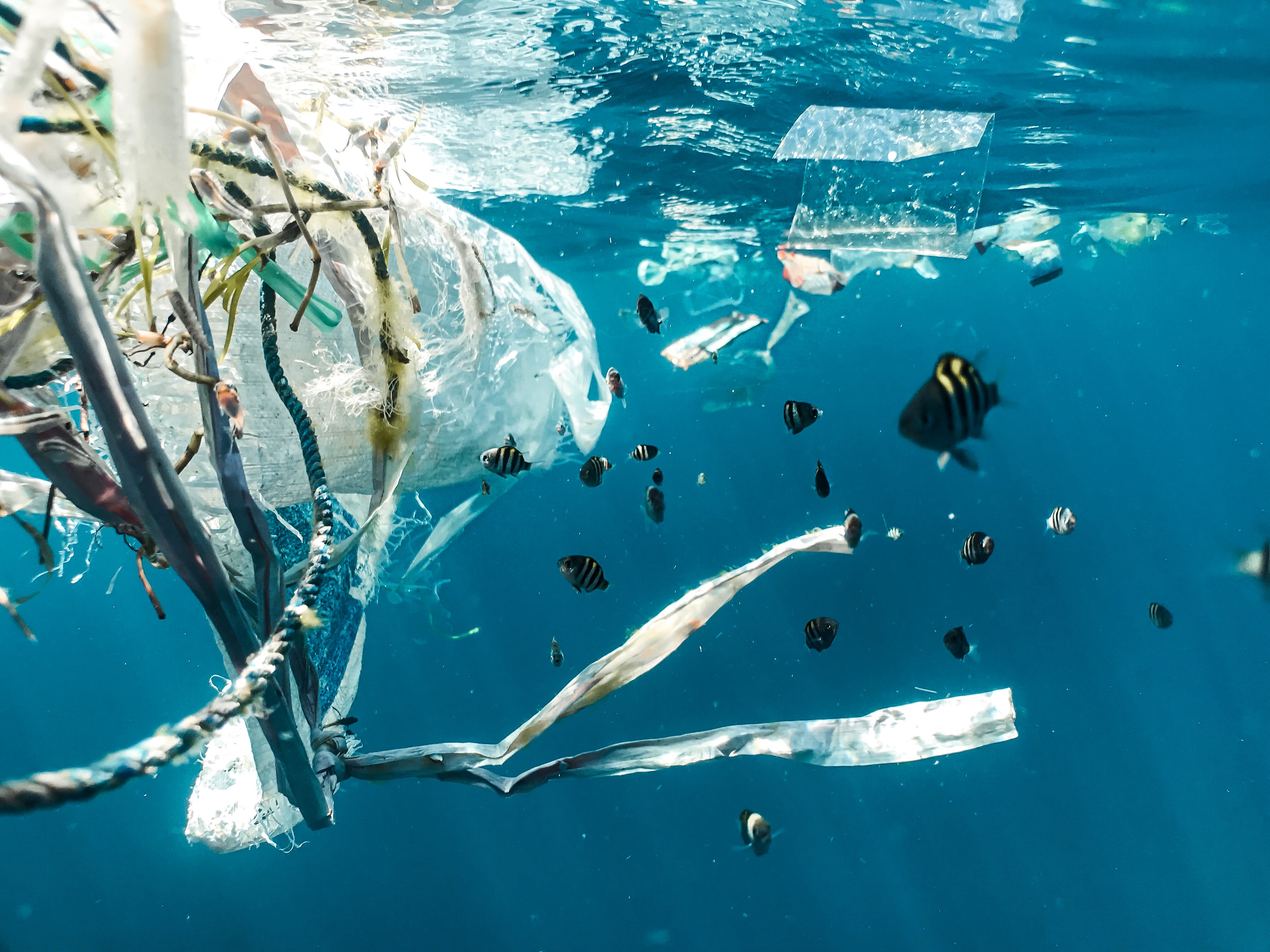 Le DPOL de Ekkopol aspire les déchets flottants et les hydrocarbures pour les stocker dans un filet. © Naja Bertolt Jensen, Unsplash