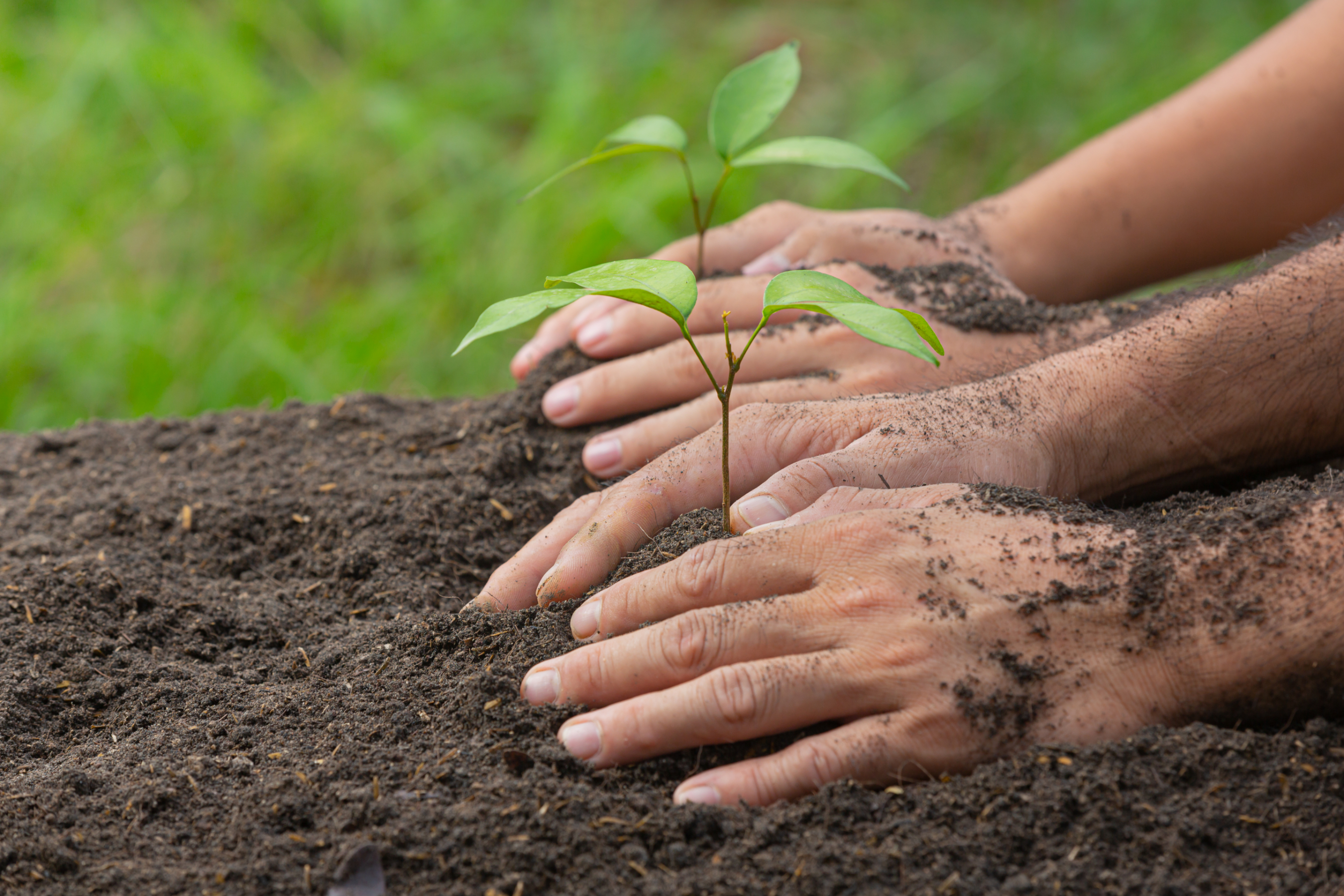 Un coup de pouce pour la biodiversité ! © jcomp, Freepik