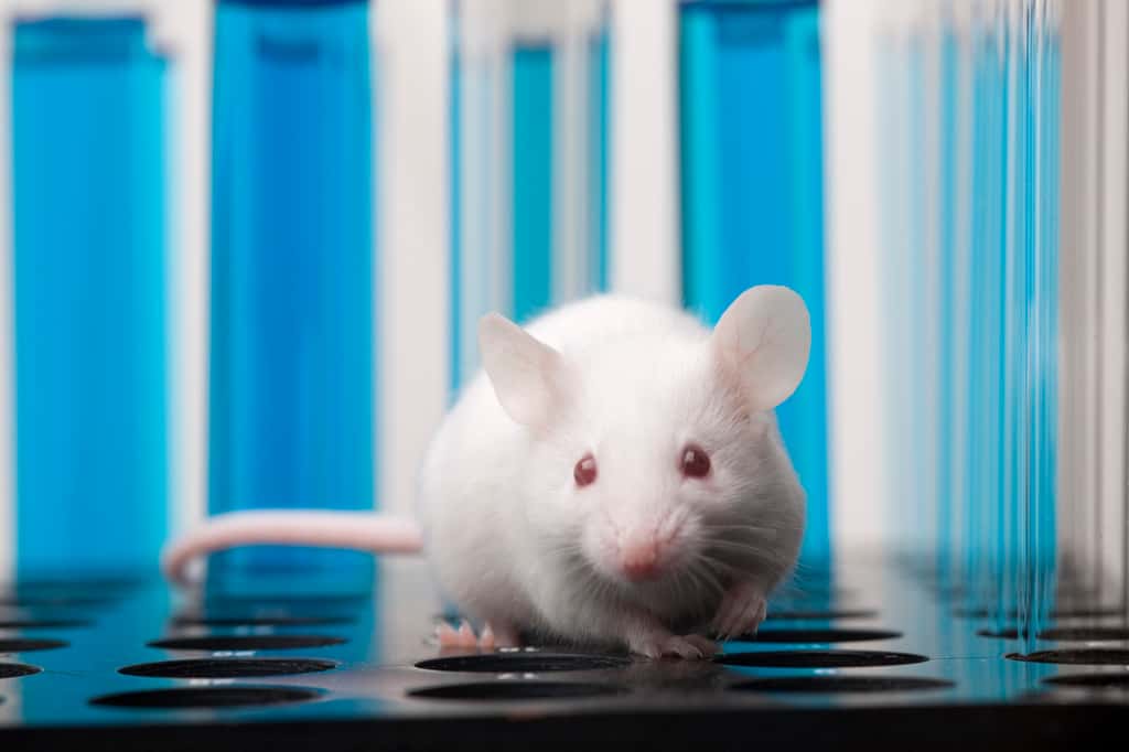 L'étude a été menée sur des souris de laboratoire, spécialement modifiées pour réagir comme des humains face au virus. © dra_schwartz, Getty Images