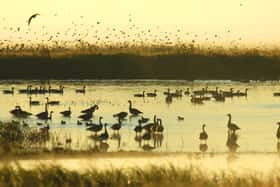 Les zones humides sont de refuges de biodiversité. © Rusty Dodson